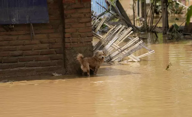 A dog stands near a half-submerged house on a flooded road in Naypyitaw, Myanmar, Saturday, Sept. 14, 2024. (AP Photo/Aung Shine Oo)