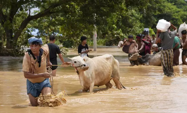 Local residents wade through water with their cows in Naypyitaw, Myanmar, Saturday, Sept. 14, 2024. (AP Photo/Aung Shine Oo)