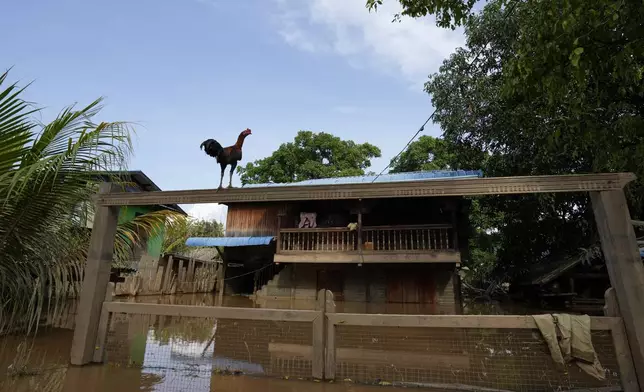 A chicken stands on wooden beam of a half-submerged building along a flooded road in Naypyitaw, Myanmar, Sunday, Sept. 15, 2024. (AP Photo/Aung Shine Oo)