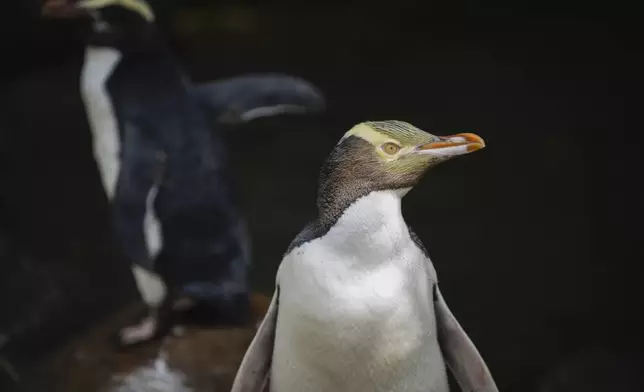 A hoiho or yellow-eyed penguin pictured on April 2, 2023, has won New Zealand's annual Bird of the Year vote, Monday, Sept. 16, 2024, after a fierce contest absent the foreign interference and controversies that have upset the country's avian elections before. (Hayden Parsons via AP)