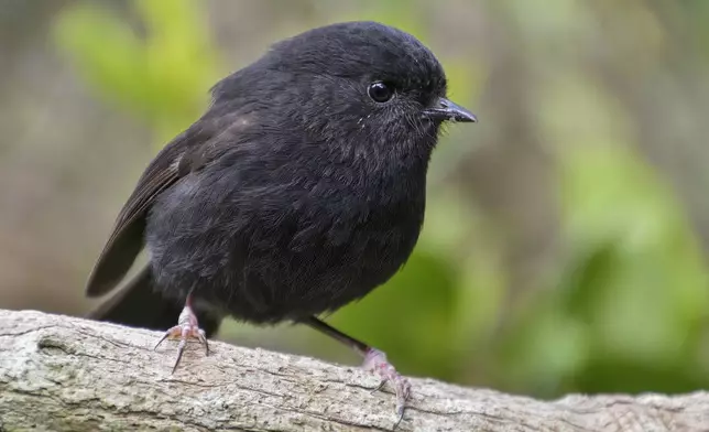 A karure, or Chatham Islands black robin pictured on Chatham Island in Sept. 2016 is runner-up to a hoiho or yellow-eyed penguin in the New Zealand Bird of the Year competition, announced Monday, Sept. 16, 2024. (Oscar Thomas via AP)