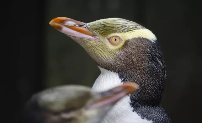 A hoiho or yellow-eyed penguin pictured on April 2, 2023, has won New Zealand's annual Bird of the Year vote, Monday, Sept. 16, 2024, after a fierce contest absent the foreign interference and controversies that have upset the country's avian elections before. (Hayden Parsons via AP)