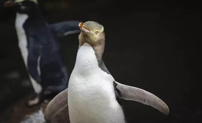 A hoiho or yellow-eyed penguin pictured on April 2, 2023, has won New Zealand's annual Bird of the Year vote, Monday, Sept. 16, 2024, after a fierce contest absent the foreign interference and controversies that have upset the country's avian elections before. (Hayden Parsons via AP)