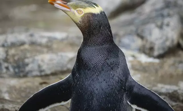 A hoiho or yellow-eyed penguin pictured on April 2, 2023, has won New Zealand's annual Bird of the Year vote, Monday, Sept. 16, 2024, after a fierce contest absent the foreign interference and controversies that have upset the country's avian elections before. (Hayden Parsons via AP)