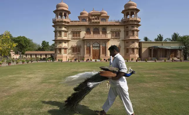 A worker moves a peacock from the lawn of historical building "Mohatta Palace," which was built in 1920s and has since been turned into a museum, in Karachi, Pakistan, Friday, May 24, 2024. (AP Photo/Fareed Khan)