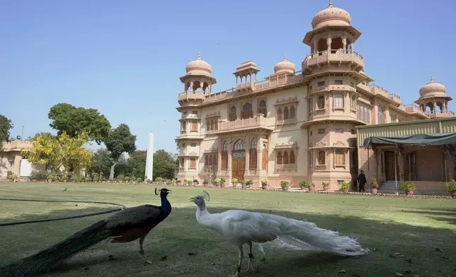 Peacocks roam on the lawn of historical building "Mohatta Palace," which was built in 1920s and has since been turned into a museum, in Karachi, Pakistan, Friday, May 24, 2024. (AP Photo/Fareed Khan)