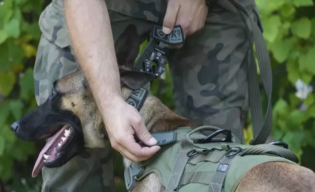 Emi, a Belgian Malinois given the rank of private has the badge with the rank attached to her harness, in Nowy Dwor Mazowiecki, Poland, Friday, Sept. 6, 2024. (AP Photo/Czarek Sokolowski)