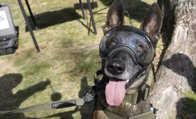 A military dog wears protective goggles during ceremonies in Nowy Dwor Mazowiecki, Poland, Friday, Sept. 6, 2024. (AP Photo/Czarek Sokolowski)