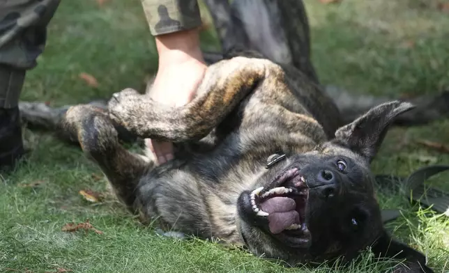 Enzo, a German Shepherd given the rank of private is held on a leash by his handler, in Nowy Dwor Mazowiecki, Poland, Friday Sept. 6, 2024. (AP Photo/Czarek Sokolowski)