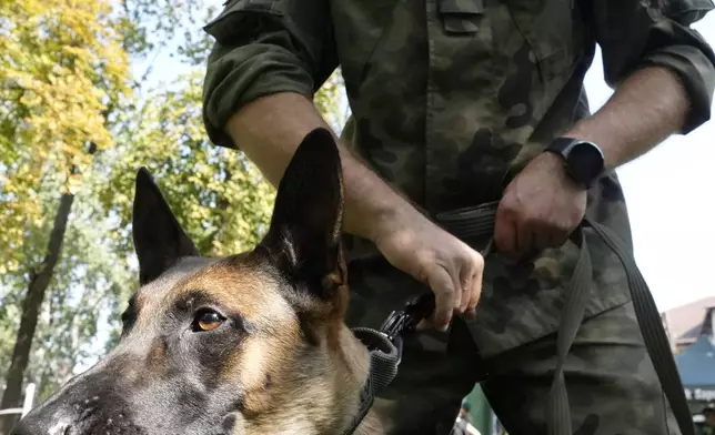 Senior Corporal Tomasz Gnys holds Emi, a Belgian Malinois who was given the rank of private in the 2nd Masovian Engineer Regiment of the Polish armed forces in Nowy Dwor Mazowiecki, Poland, Friday, Sept. 6, 2024. (AP Photo/Czarek Sokolowski)