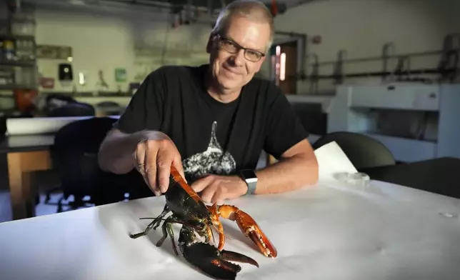 Marine sciences professor Markus Frederich holds Tamarind, a two-toned lobster he is studying at the University of New England, Thursday, Sept. 5, 2024, in Biddeford, Maine. (AP Photo/Robert F. Bukaty)