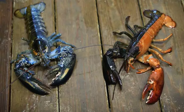 Blue and two-toned lobsters are seen in a marine sciences lab at the University of New England, Thursday, Sept. 5, 2024, in Biddeford, Maine. (AP Photo/Robert F. Bukaty)