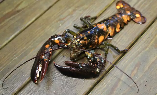 A calico lobster is seen in a marine sciences lab at the University of New England, Thursday, Sept. 5, 2024, in Biddeford, Maine. (AP Photo/Robert F. Bukaty)