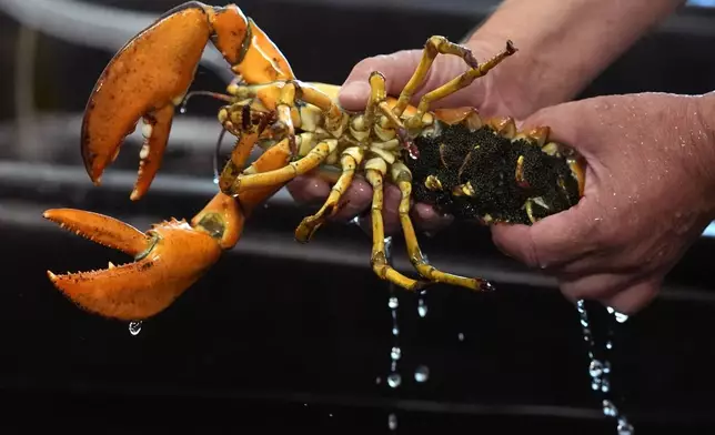 Thousands of eggs are attached o the underside of a lobster in a marine science lab at the University of New England, Thursday, Sept. 5, 2024, in Biddeford, Maine. (AP Photo/Robert F. Bukaty)