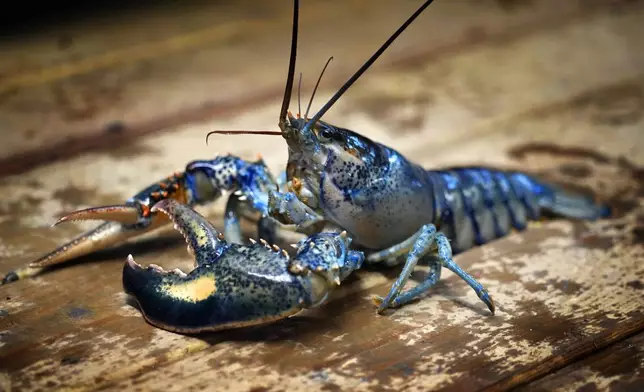 A blue lobster is seen in a marine sciences lab at the University of New England, Thursday, Sept. 5, 2024, in Biddeford, Maine. (AP Photo/Robert F. Bukaty)