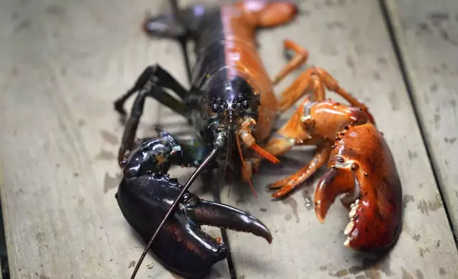 A two-toned lobster is seen in a marine sciences lab at the University of New England, Thursday, Sept. 5, 2024, in Biddeford, Maine. The rare color scheme is the result of two eggs fusing together to create a one-in-50 million lobster.(AP Photo/Robert F. Bukaty)