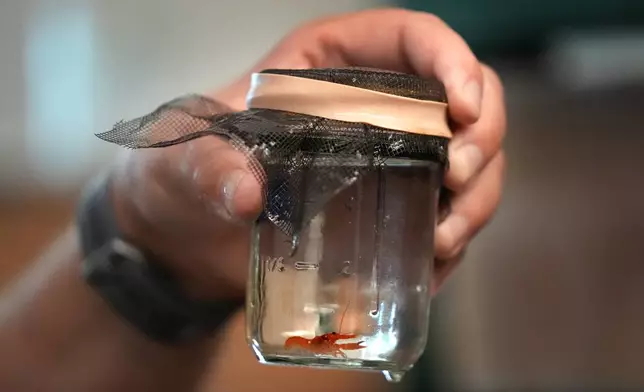 A baby lobster is seen in a jar at the University of New England, Thursday, Sept. 5, 2024, in Biddeford, Maine. (AP Photo/Robert F. Bukaty)