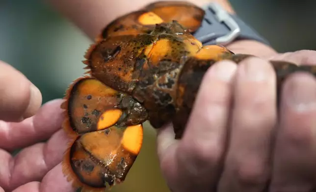 The tail of a calico lobster is inspected the University of New England, Thursday, Sept. 5, 2024, in Biddeford, Maine. (AP Photo/Robert F. Bukaty)