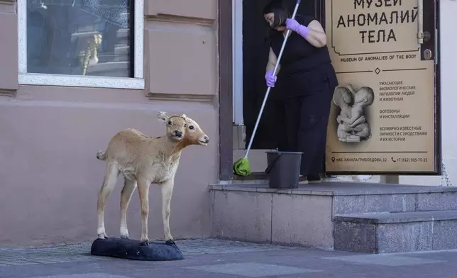 A woman washes the floor at the entrance of a museum of body anomalies in St. Petersburg, Russia, Thursday, Sept. 19, 2024. (AP Photo/Dmitri Lovetsky)