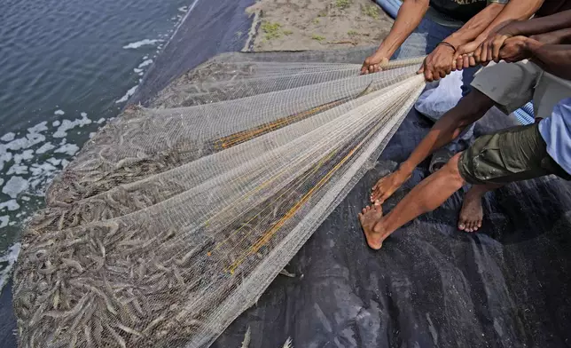 Workers pull a net as they harvest shrimps at a farm in Kebumen, Centra Java, Indonesia, Tuesday, Sept. 24, 2024. (AP Photo/Dita Alangkara)