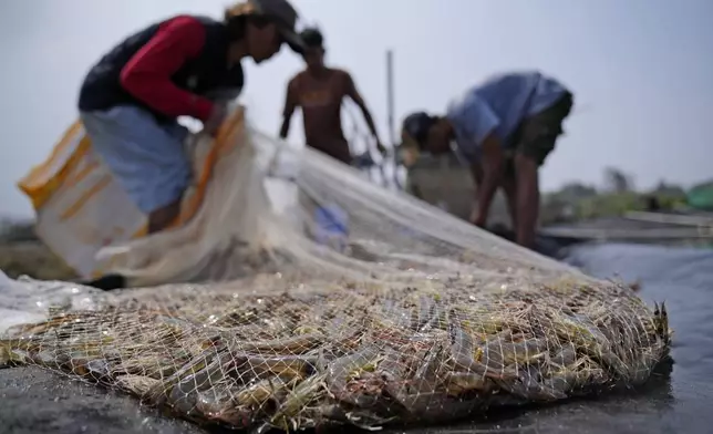 Workers harvest shrimps at a farm in Kebumen, Central Java, Indonesia, Tuesday, Sept. 24, 2024. (AP Photo/Dita Alangkara)