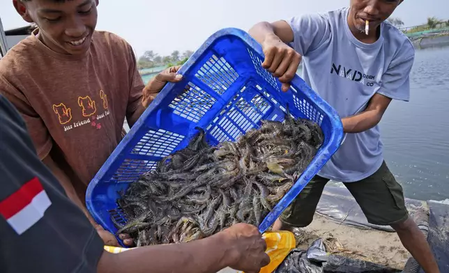 Farm workers Andika Yudha Agusta, right, and his brother Dias Yudho Prihantoro, left, harvest shrimps at a farm in Kebumen, Central Java, Indonesia, Tuesday, Sept. 24, 2024. (AP Photo/Dita Alangkara)