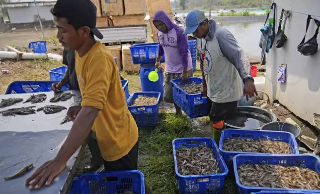 Workers sort shrimps at a farm in Kebumen, Centra Java, Indonesia, Tuesday, Sept. 24, 2024. (AP Photo/Dita Alangkara)