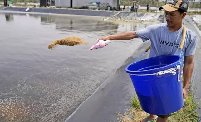 Farm worker Andika Yudha Agusta feed shrimps at a shrimp farm in Kebumen, Central Java, Indonesia, Tuesday, Sept. 24, 2024. (AP Photo/Dita Alangkara)