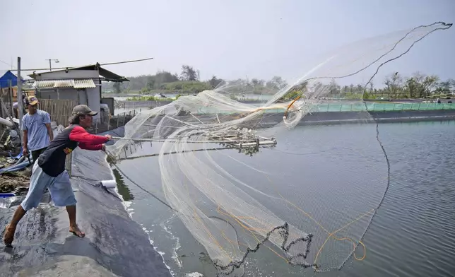 A worker throws a net as he harvests shrimps at a farm in Kebumen, Central Java, Indonesia, Tuesday, Sept. 24, 2024. (AP Photo/Dita Alangkara)