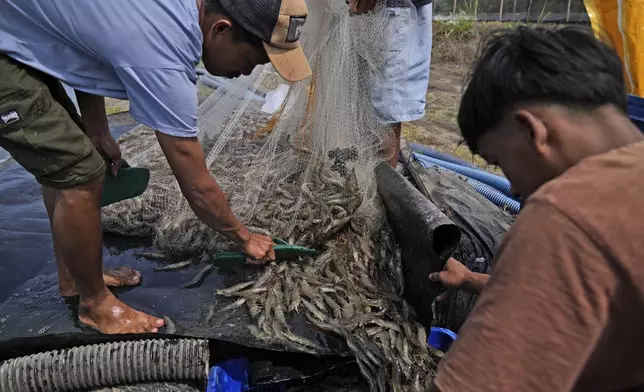 Farm workers Andika Yudha Agusta, left, and his brother Dias Yudho Prihantoro, right, harvest shrimps at a farm in Kebumen, Central Java, Indonesia, Tuesday, Sept. 24, 2024. (AP Photo/Dita Alangkara)