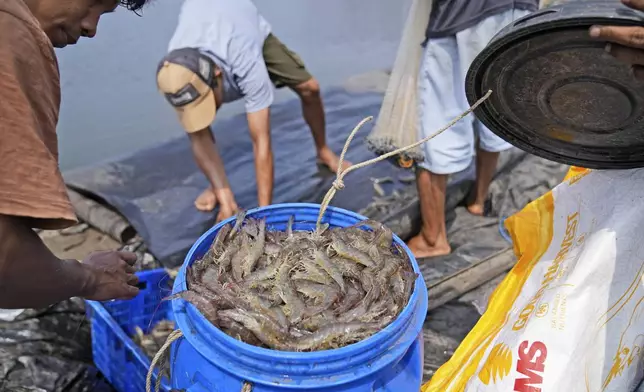 Farm worker Dias Yudho Prihantoro, left, harvests shrimps at a farm in Kebumen, Central Java, Indonesia, Tuesday, Sept. 24, 2024. (AP Photo/Dita Alangkara)