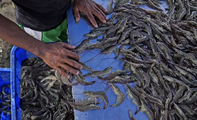 A worker sorts shrimps at a farm in Kebumen, Centra Java, Indonesia, Tuesday, Sept. 24, 2024. (AP Photo/Dita Alangkara)