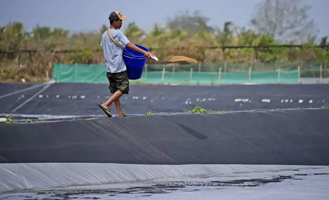 Farm worker Andika Yudha Agusta feed shrimps at a shrimp farm in Kebumen, Central Java, Indonesia, Tuesday, Sept. 24, 2024. (AP Photo/Dita Alangkara)