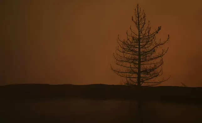 A tree stands, burned after the Line Fire passed through Saturday, Sept. 7, 2024, in Running Springs, Calif. (AP Photo/Eric Thayer)