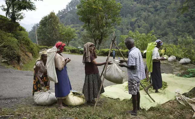 Tea plantation workers weigh plucked tea leaves at Spring Valley Estate in Badulla, Sri Lanka, Tuesday, Sept. 10, 2024. (AP Photo/Eranga Jayawardena)