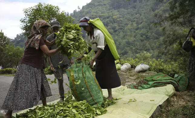 Tea plantation workers gather plucked tea leaves in a sack at Spring Valley Estate in Badulla, Sri Lanka, Tuesday, Sept. 10, 2024. (AP Photo/Eranga Jayawardena)