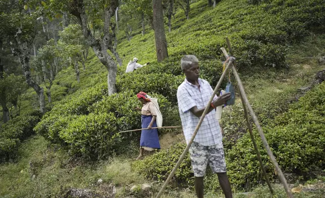 A tea plantation worker, right, sets up a structure for weighing tea leaves in Spring Valley Estate in Badulla, Sri Lanka, Tuesday, Sept. 10, 2024. (AP Photo/Eranga Jayawardena)