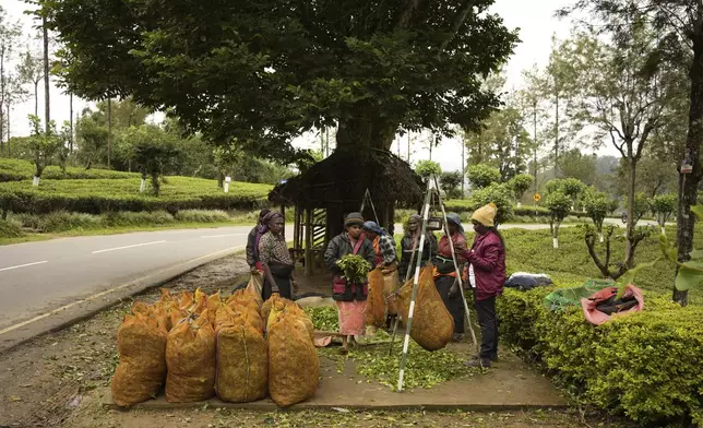 Women workers weigh plucked tea leaves at a tea plantation in Nanu Oya, Sri Lanka, Tuesday, Sept. 10, 2024. (AP Photo/Eranga Jayawardena)