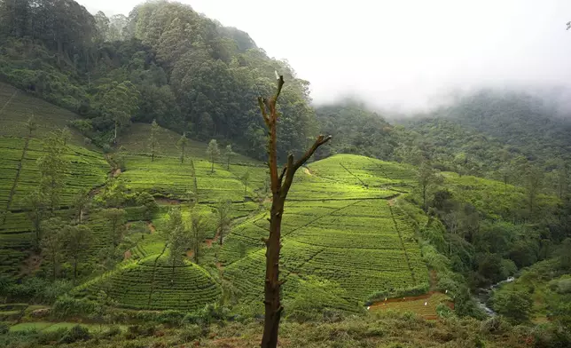 Tea bushes gleam in the afternoon light at a tea plantation in Nanu Oya, Sri Lanka, Tuesday, Sept. 10, 2024. (AP Photo/Eranga Jayawardena)