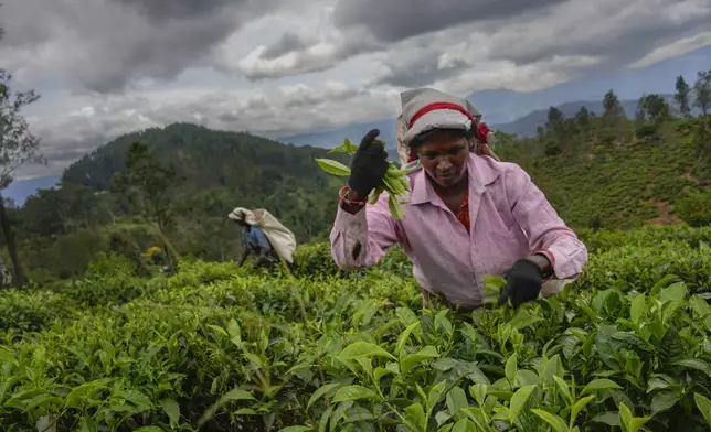 A woman tea plantation worker plucks tea leaves at an estate in Badulla, Sri Lanka, Tuesday, Sept. 10, 2024. (AP Photo/Eranga Jayawardena)