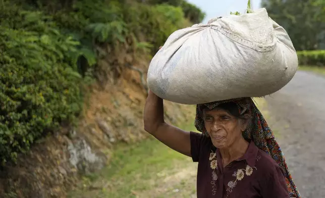 A tea plantation worker carries a bundle of tea leaves on her head at Spring Valley Estate in Badulla, Sri Lanka, Tuesday, Sept. 10, 2024. (AP Photo/Eranga Jayawardena)