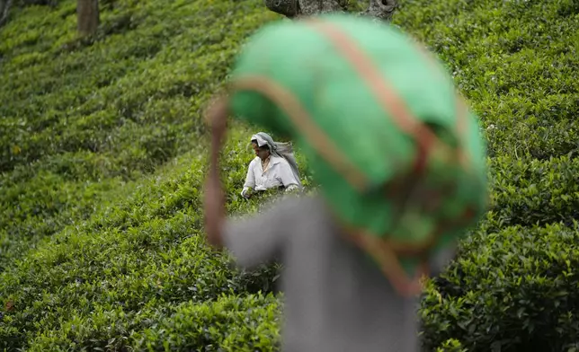 A tea plantation worker carries a sack of tea leaves as another plucks tea leaves at Spring Valley Estate in Badulla, Sri Lanka, Tuesday, Sept. 10, 2024. (AP Photo/Eranga Jayawardena)