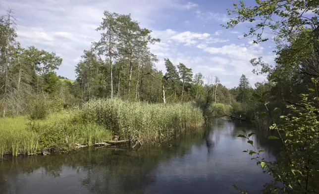 Trees, bushes and reeds grow along on a tributary of the Aare, in the Belper Giessen floodplain and river area in Belp, Switzerland, July 27, 2024. (Peter Klaunzer/Keystone via AP)