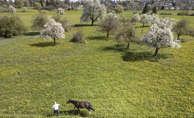 A farmer walks with a horse across a flower meadow next to blossoming standard fruit trees on Friday, April 5, 2024 in Uster, Switzerland. (Gaetan Bally/Keystone via AP)