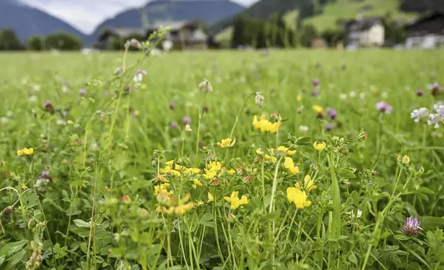 Flowers grow in an unfertilised agricultural meadow, on Sunday, 7 July 2024, in Saanen, Switzerland. (Peter Schneider/Keystone via AP)