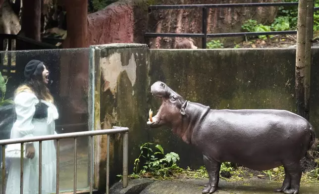 A visitor looks at male Hippo Tony, at the Khao Kheow Open Zoo in Chonburi province, Thailand, Thursday, Sept. 19, 2024. (AP Photo/Sakchai Lalit)