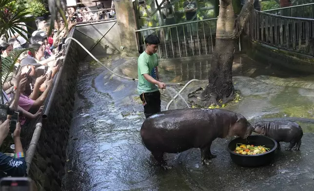 Two-month-old baby hippo Moo Deng and her mother Jona are seen at the Khao Kheow Open Zoo in Chonburi province, Thailand, Thursday, Sept. 19, 2024. (AP Photo/Sakchai Lalit)