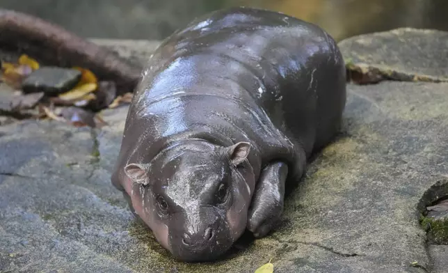 Two-month-old baby hippo Moo Deng lays down on the ground at the Khao Kheow Open Zoo in Chonburi province, Thailand, Thursday, Sept. 19, 2024. (AP Photo/Sakchai Lalit)