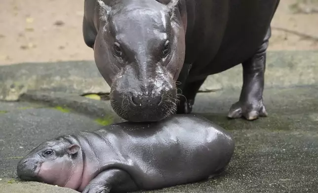 Two-month-old baby hippo Moo Deng and her mother Jona are seen at the Khao Kheow Open Zoo in Chonburi province, Thailand, Thursday, Sept. 19, 2024. (AP Photo/Sakchai Lalit)