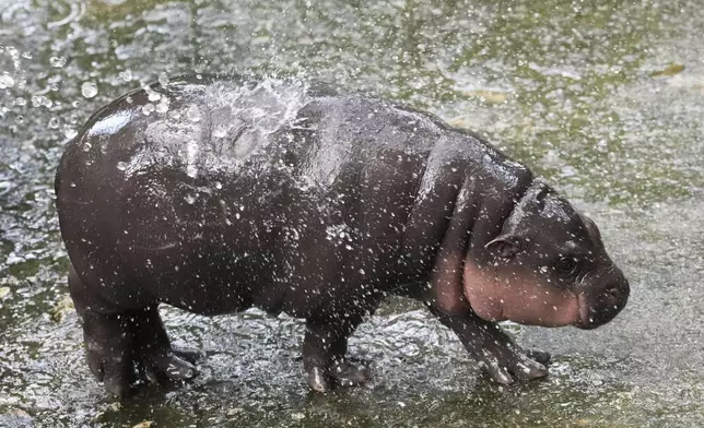 Two-month-old baby hippo Moo Deng plays with water from a zookeeper in the Khao Kheow Open Zoo in Chonburi province, Thailand, Thursday, Sept. 19, 2024. (AP Photo/Sakchai Lalit)